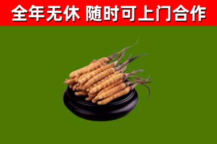 台北回收散虫草